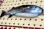Attention, un poisson mortel, originaire de la Mer Rouge, est en train de coloniser la Méditerranée ! - © Europe-Israel
