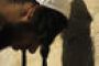 catholique & sioniste (suite et fin) - © Drzz