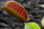 Darwin et la plante carnivore - © Torah-Box