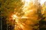 Des ingénieurs israéliens inventent un « arbre solaire » multimédia (Vidéo) - © Europe-Israel