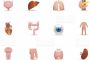 Des organes superflus dans le corps ?! - © Torah-Box