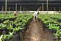Greetings by FM Liberman at inauguration of the Butajira Center for Excellence in Agriculture - © L'actu vue par JSS