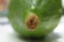 Histoire : l'Etrog de Rabbi Chlomo ! - © Torah-Box