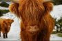 ?Houkat : quel est le but des Mitsvot ? - © Torah-Box