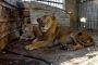 Israël aide au transfert de lions affamés de Gaza vers la Jordanie - © Europe-Israel
