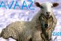 Je ne veux plus recevoir de courriel d'Avaaz. Je ne signe plus aucune pétition d'Avaaz' - © Europe-Israel