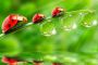 La coccinelle explosive... - © Torah-Box