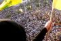 Le Jihad au féminin : le Hezbollah recrute des femmes-terroristes - © Europe-Israel