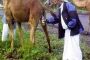 Le prophète, l'urine des chameaux et le virus d'Arabie. Par Mireille Valette. - © Europe-Israel