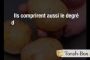 Le sac de pomme de terre - © Torah-Box