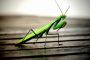 Les insectes et leurs "brouilleurs de radars" - © Torah-Box
