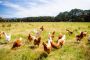 Les niveaux de Cacheroute dans le poulet - © Torah-Box
