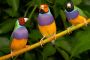 Metsora - Le silence, une solution au Lachone Hara ? - © Torah-Box