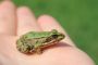 Vaéra - Assurer ses responsabilités "comme la grenouille" - © Torah-Box