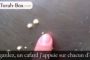 [Vidéo] Couscous : vérifier la présence de cafards entre les graines - © Torah-Box