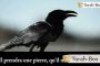 [Vidéo] Le corbeau et l'eau (Rav Fanger) - © Torah-Box