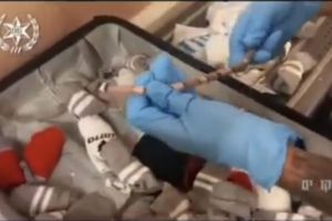 Une femme arrte en train de faire passer plus de 70 reptiles en Isral