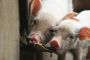 Comment se soigner quand on ne mange pas de porc' - © Slate .fr