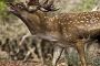 Des animaux retrouvent la Terre promise  - © Le Figaro
