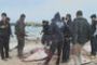 Des centaines de raies s'échouent mystérieusement sur une plage de Gaza - © Le Monde