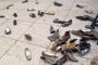 Encore un jet de chaussure! - © DHNet.be