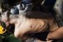 Fer rouge, faux sang, "shoah" et poussins morts : 269Life, les pro-animaux de l'extrême - © Nouvel Obs