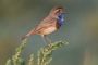 Festival BirdFair : découvrez la nature grâce aux oiseaux - © Futura-Sciences Actualits