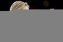 Hillary Clinton attaque indirectement Trump sur Israël - © 20Minutes
