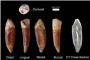 Homo sapiens a-t-il 400.000 ans ? - © Futura-Sciences Actualits