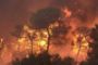  [ International ] Israël - 40 morts dans un feu de forêt - © Radio-Canada | Nouvelles