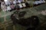  [ International ] Proche-Orient - Profanation d'une mosquée en Cisjordanie - © Radio-Canada | Nouvelles