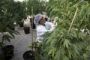 Israël accepte le cannabis... médical - © 20Minutes