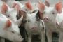 Israël : la grippe porcine pas casher - © Nouvel Obs