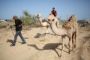 Israël rend à un Gazaoui ses deux chameaux qui s'étaient enfuis pendant la guerre - © 20Minutes