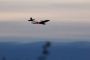 Israël se dote de drones géants (constructeur) - © RIA Novosti