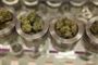 La marijuana médicale n'a pas besoin d'être cacher - © Radio-Canada | Nouvelles