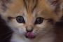 La naissance d'un chaton des sables et l'actualité du monde animal - © RIA Novosti