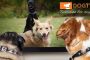 La première chaîne de télé pour chiens DogTV débarque en France - © Les Echos