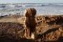 La tempête au Proche-Orient déterre une statue romaine près d'Ashkelon - © Le Monde.fr
