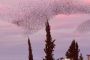 Le ballet hypnotique des étourneaux dans le ciel israélien - © Le Monde.fr