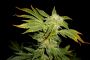 Le cannabis inverserait le processus de vieillissement du cerveau des souris - © Radio-Canada | Nouvelles