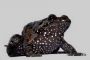 Le discoglosse d'Israël réapparaît' pour devenir un « fossile vivant » - © Futura-Sciences Actualits