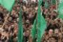 Le Hamas fête la "victoire", Israël agira "là où il le faut" - © Le Monde
