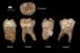 Le plus vieil Homo sapiens a 400 000 ans - © Le Monde.fr