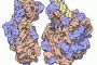 Le prix Nobel de chimie 2009 couronne les ribosomes - © Futura-Sciences Actualits