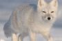 Les animaux s'adaptent au changement climatique en modifiant leur taille - © Futura-Sciences Actualits