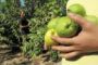 Les fruits israéliens ne passent plus - © 20Minutes