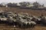 Les raids israéliens sur Gaza montrent leurs limites - © Le Monde