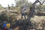 Oliviers abattus: les palestiniens accusent les juifs. Les photos montrent les arabes faire !  - © JSS News