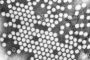 Polio : le virus détecté dans les eaux usées en Israël - © Futura-Sciences Actualits